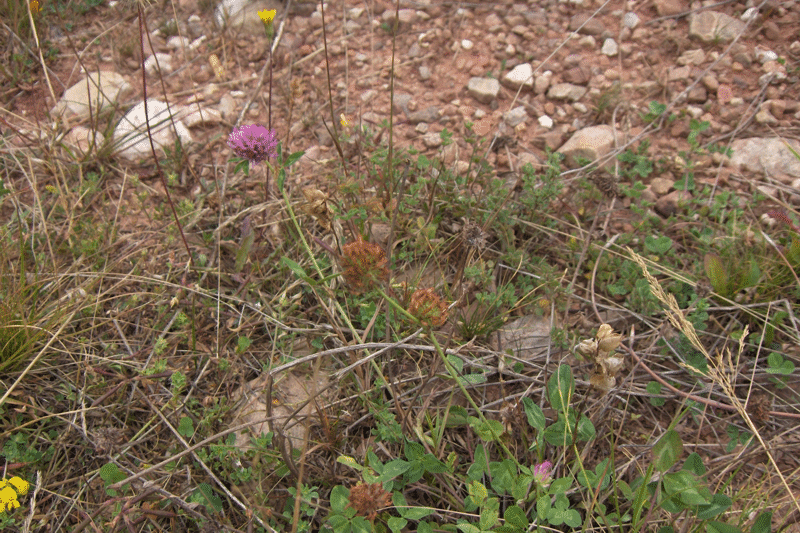 <i>Trifolium pratense</i>