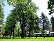 Group of Linden trees and spruce 