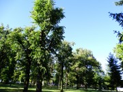Linden tree in the park