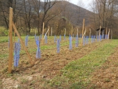 Field Collection of autochthonous cultivars in Čajniče