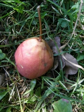 Lubeničarka pear