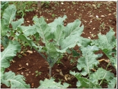 Kale - <i>Brassica oleracea</i> L.	var. <i>acephala</i> (Trebinje)
