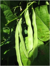 Green beans Trebinjska roga 