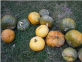 Pumpkins (Bijeljina)