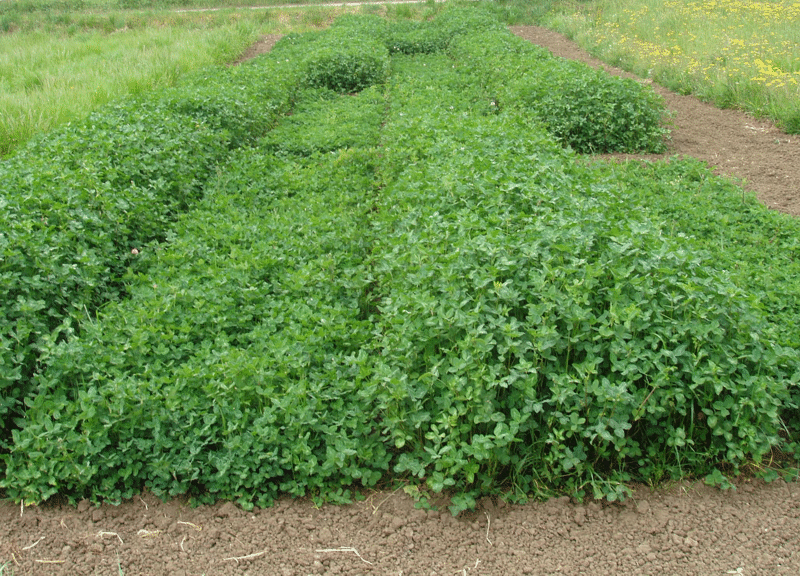  Trifolium repens - Бијела дјетелина 