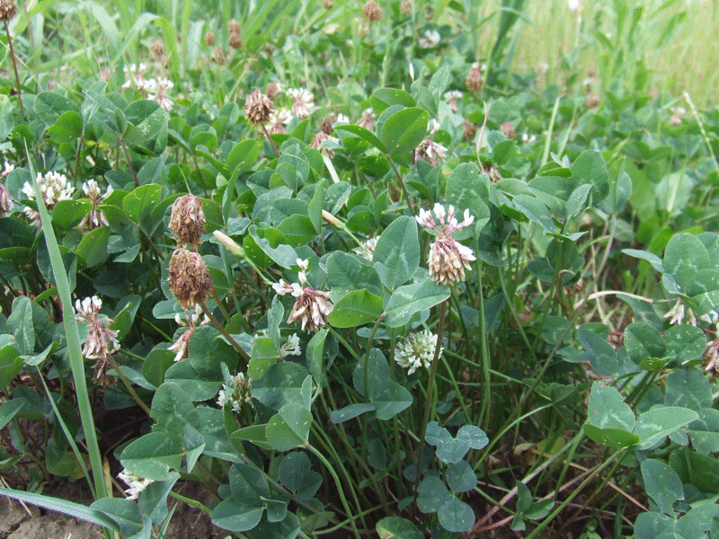 Trifolium repens - Бијела дјетелина  