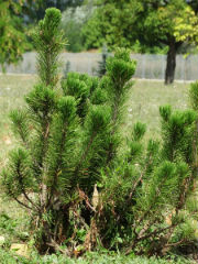 Pinus mugo - бор кривуљ