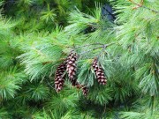 Pinus strobus - шишарке