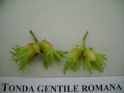 Плодови генотипа Tonda gentile romana у порасту 