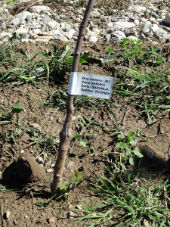 Колекциони засад аутохтоних воћака у Ботаничкој башти - етикета на садници