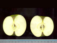 Аутохтона сорта јабуке Бјелица 