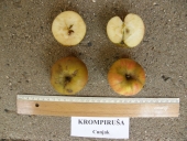 Аутохтона сорта јабуке Кромпируша 