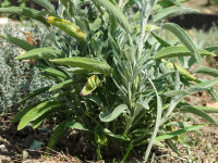 Жалфија <i>Salvia officinalis</i> L.